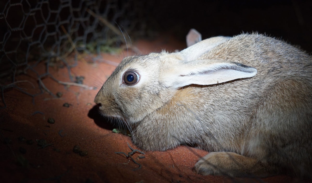 rabbits-top-list-of-australia-s-10-worst-invasive-species