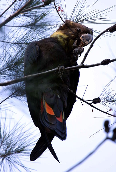 black cockatoo breeds