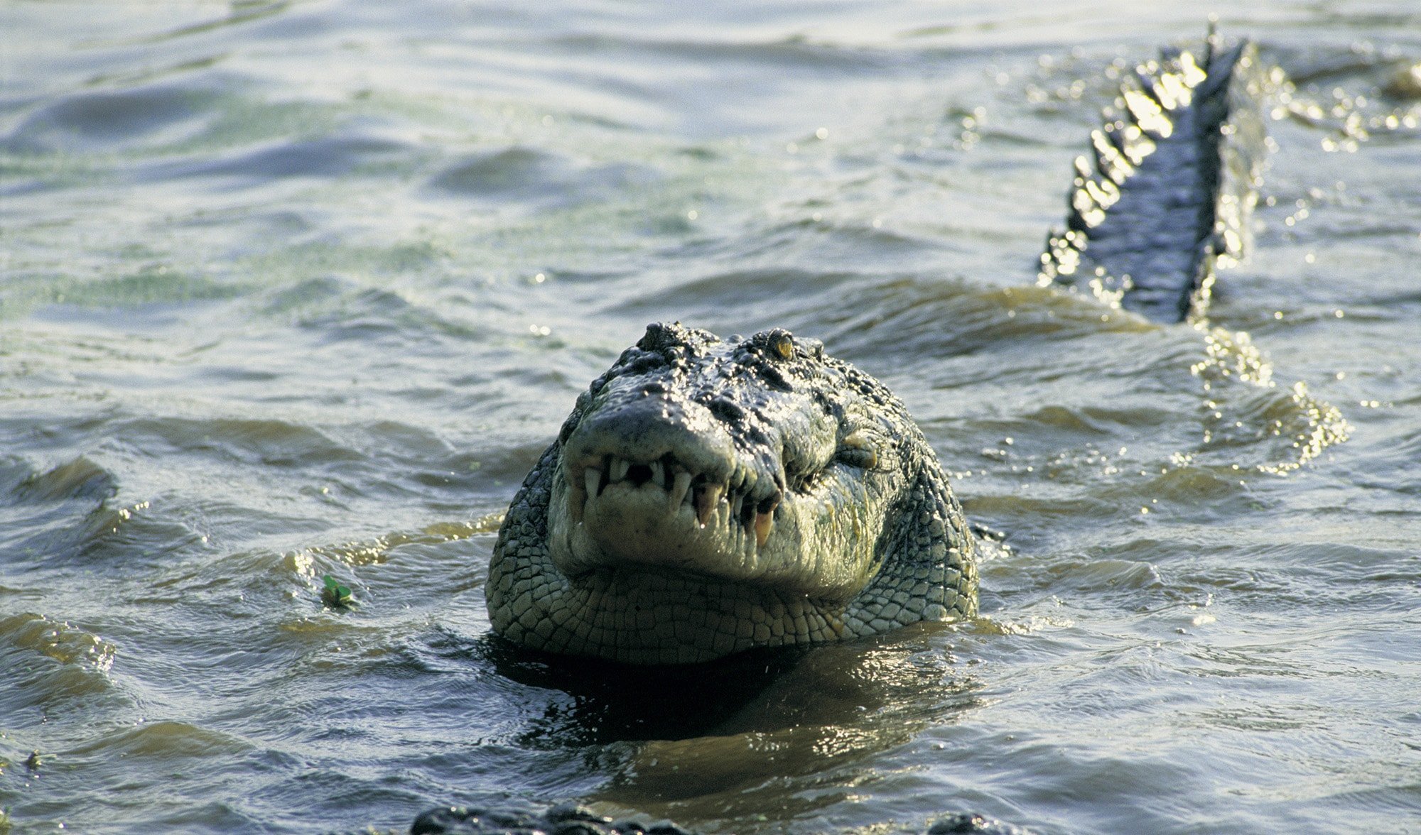 Crocodile migrants: are Aussie crocs travelling to Timor-Leste?