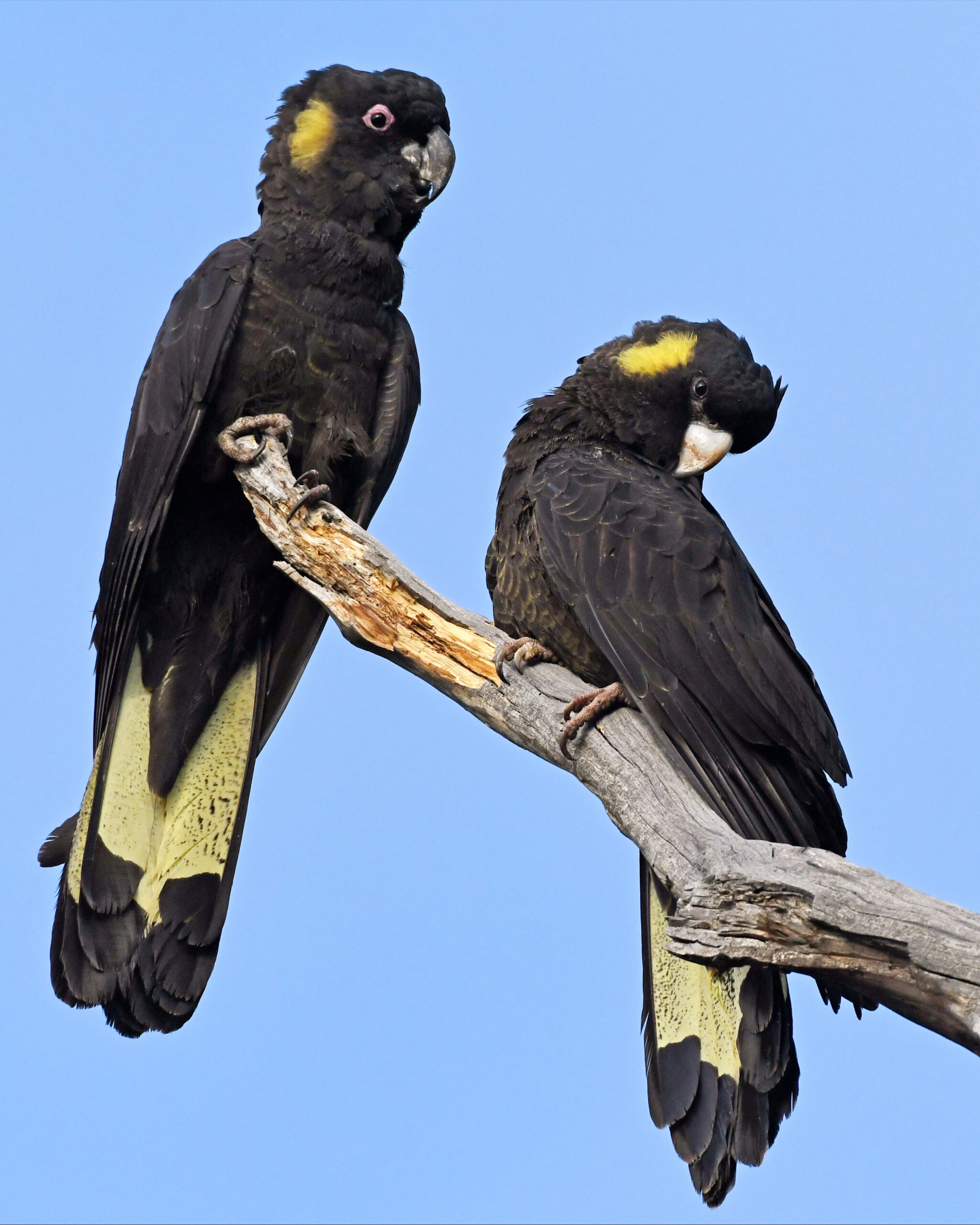 Australia’s five black cockatoos - Australian Geographic