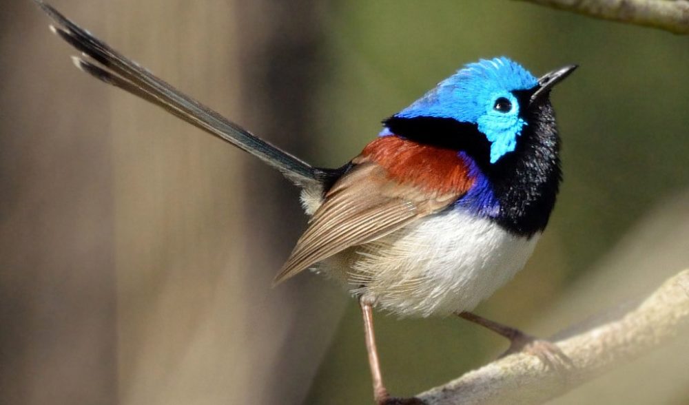 A Guide To Australia’s Fairy-wrens