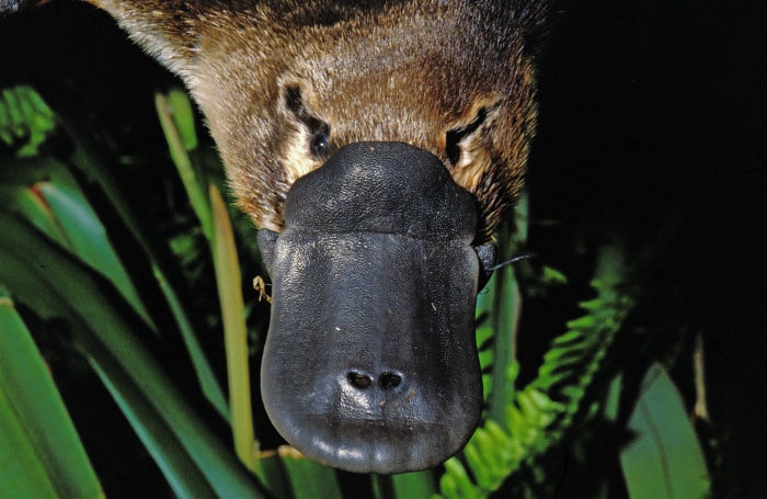 platypus feet venom stinger