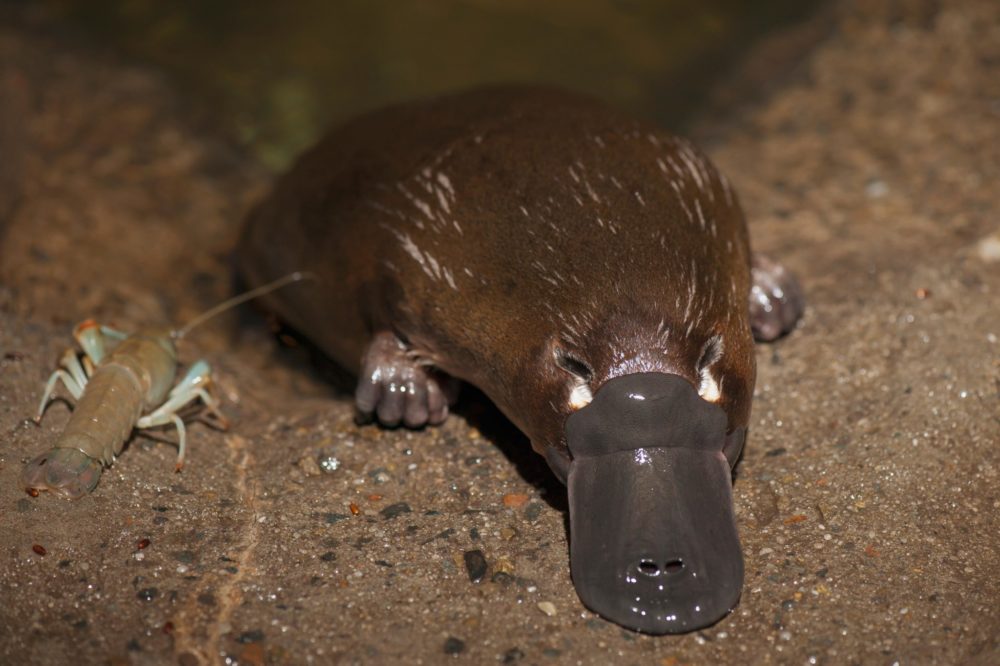 platypus fila