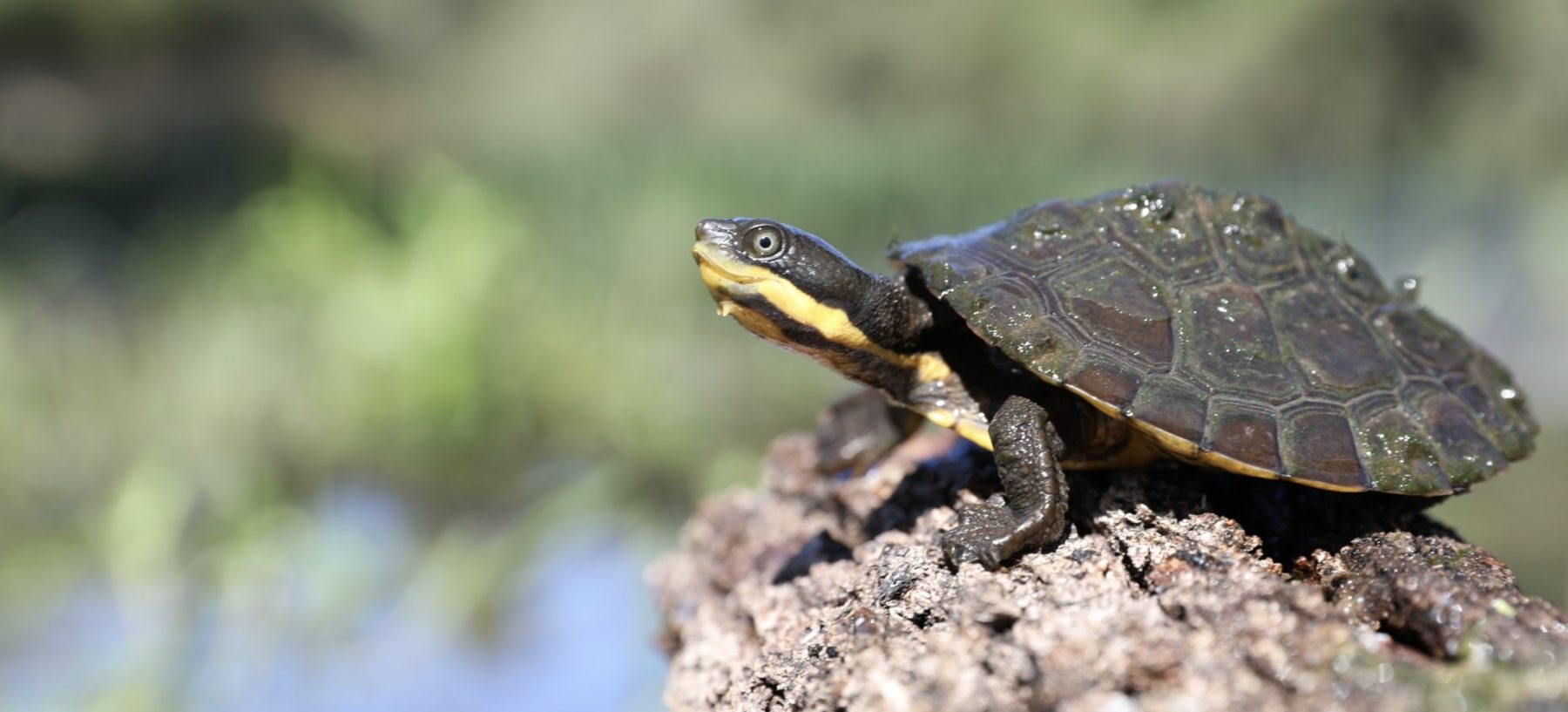 Help save the Manning River helmeted turtle - Australian Geographic