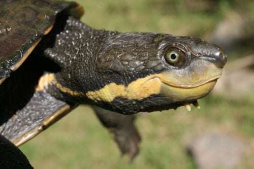 Thriving population of endangered turtle discovered