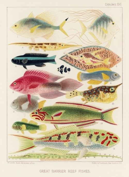 These illustrations of the Great Barrier Reef from 1893 are incredible