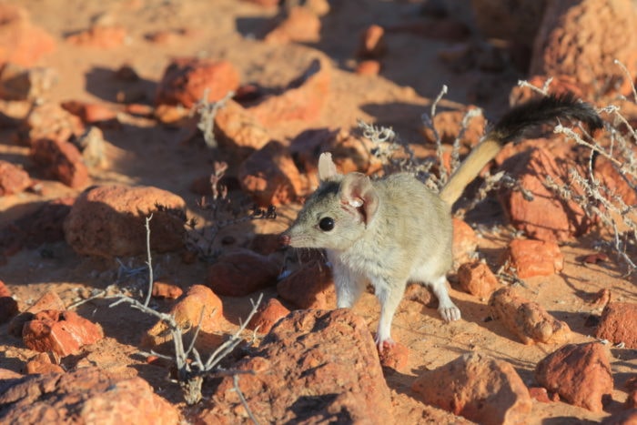 The kowari is the cutest Australian animal you need to know about