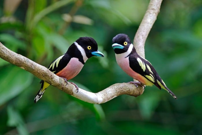 The Banded Broadbill Looks Like A Kookaburra Got Attacked With A