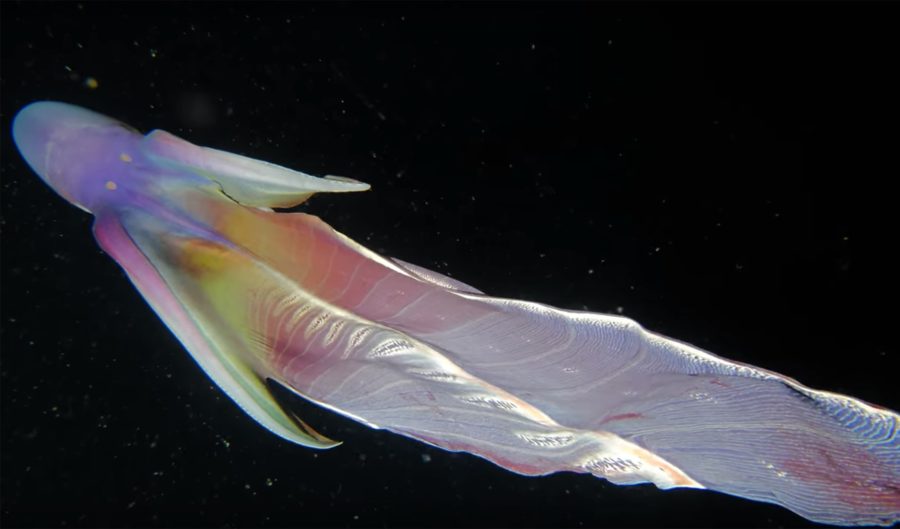 The Blanket Octopus Looks Like A Rainbow Ghost Alien