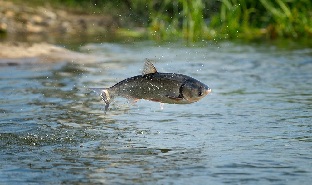 can-fish-fall-from-the-sky