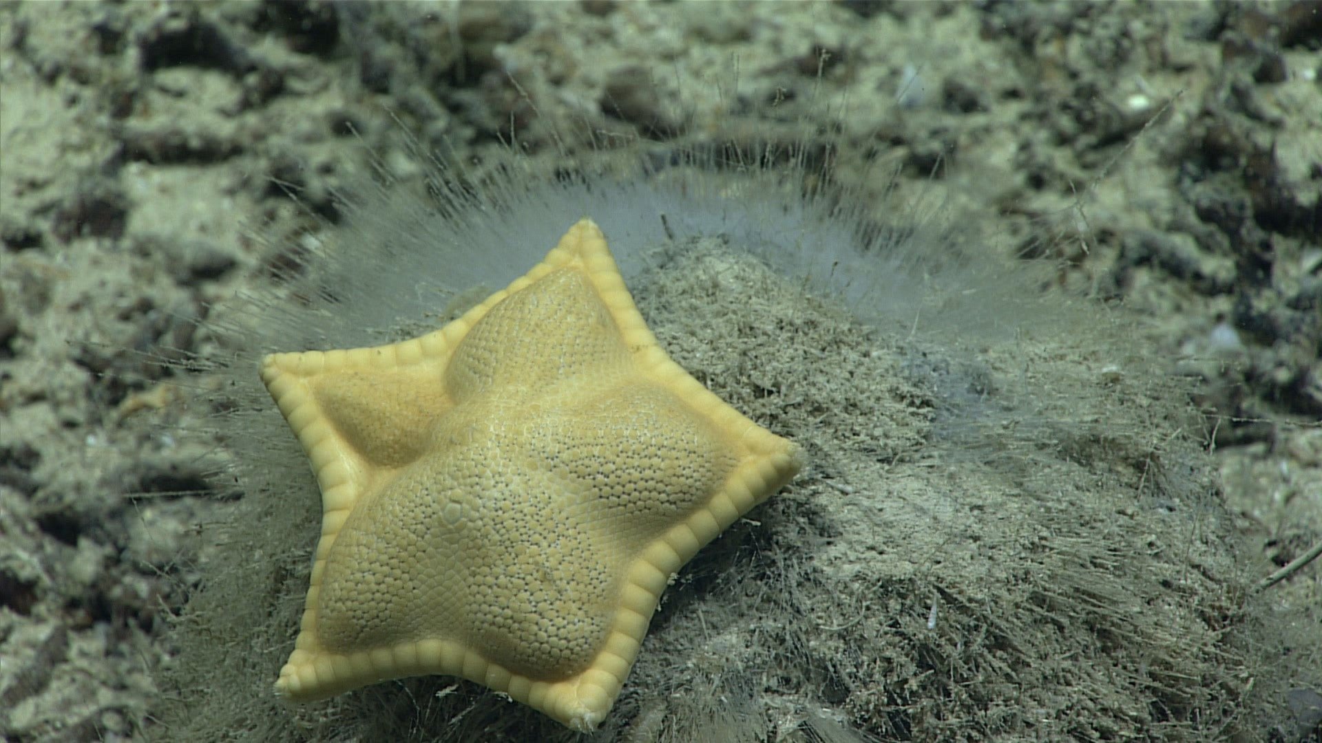 VIDEO: Yes, ravioli-looking starfish exist