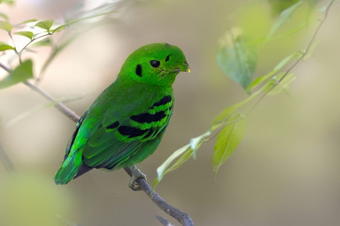 Green Broadbill 