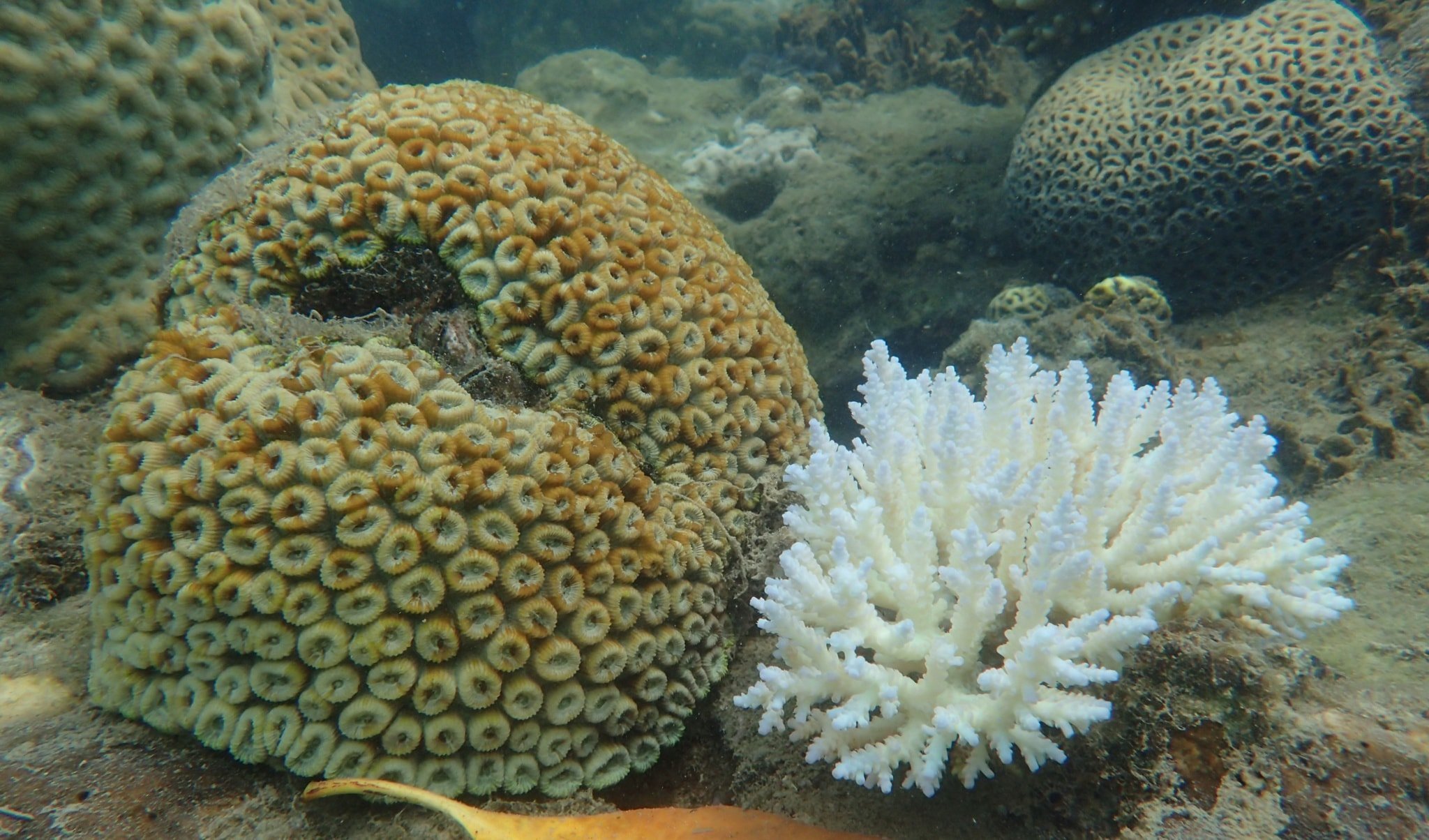 Decline of the great barrier reef