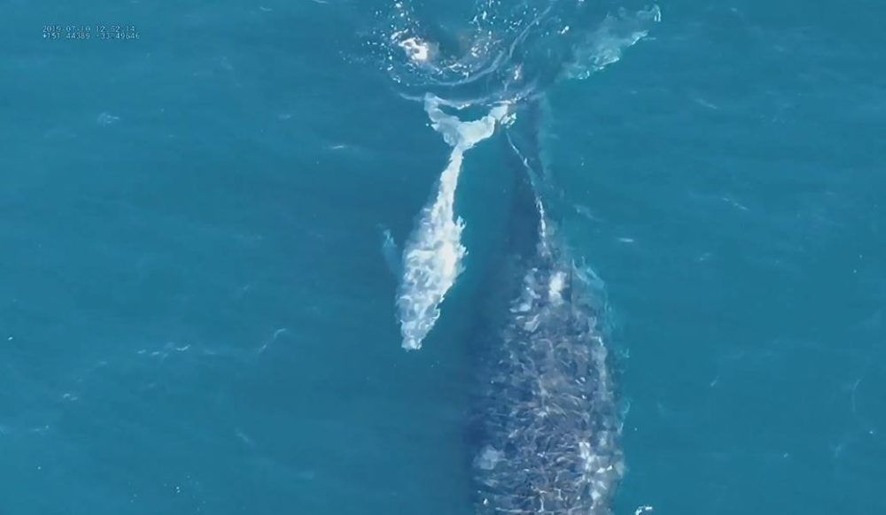 VIDEO: white whale calf spotted off the Central Coast