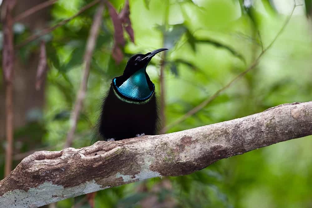 Victoria’s riflebird is just out here dominating