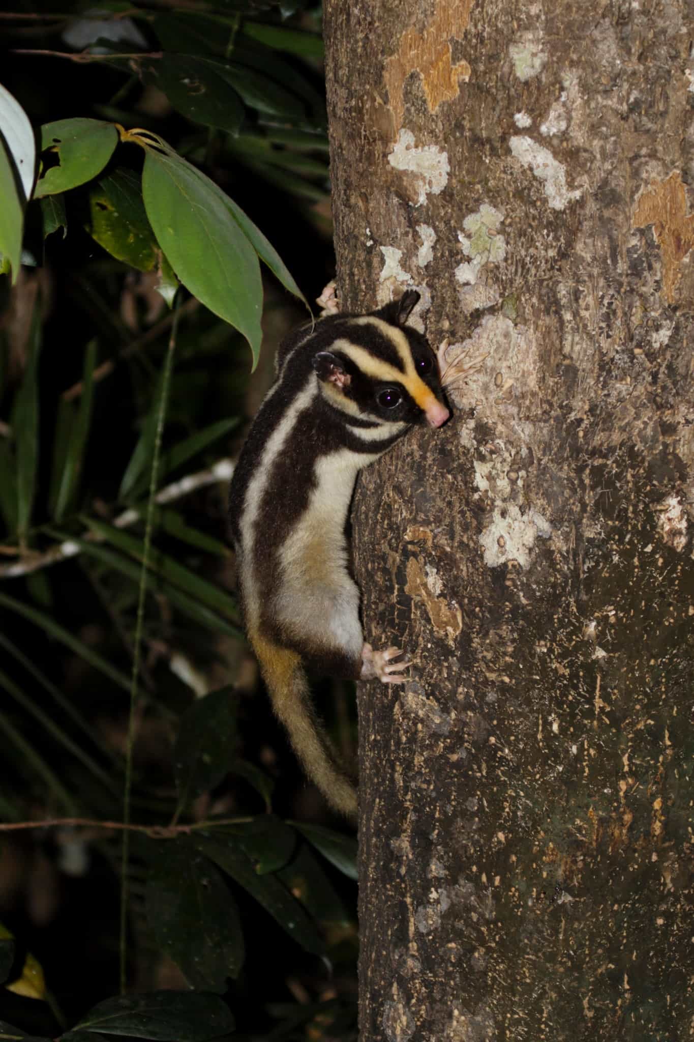 The adorable striped possum is Australia’s little secret