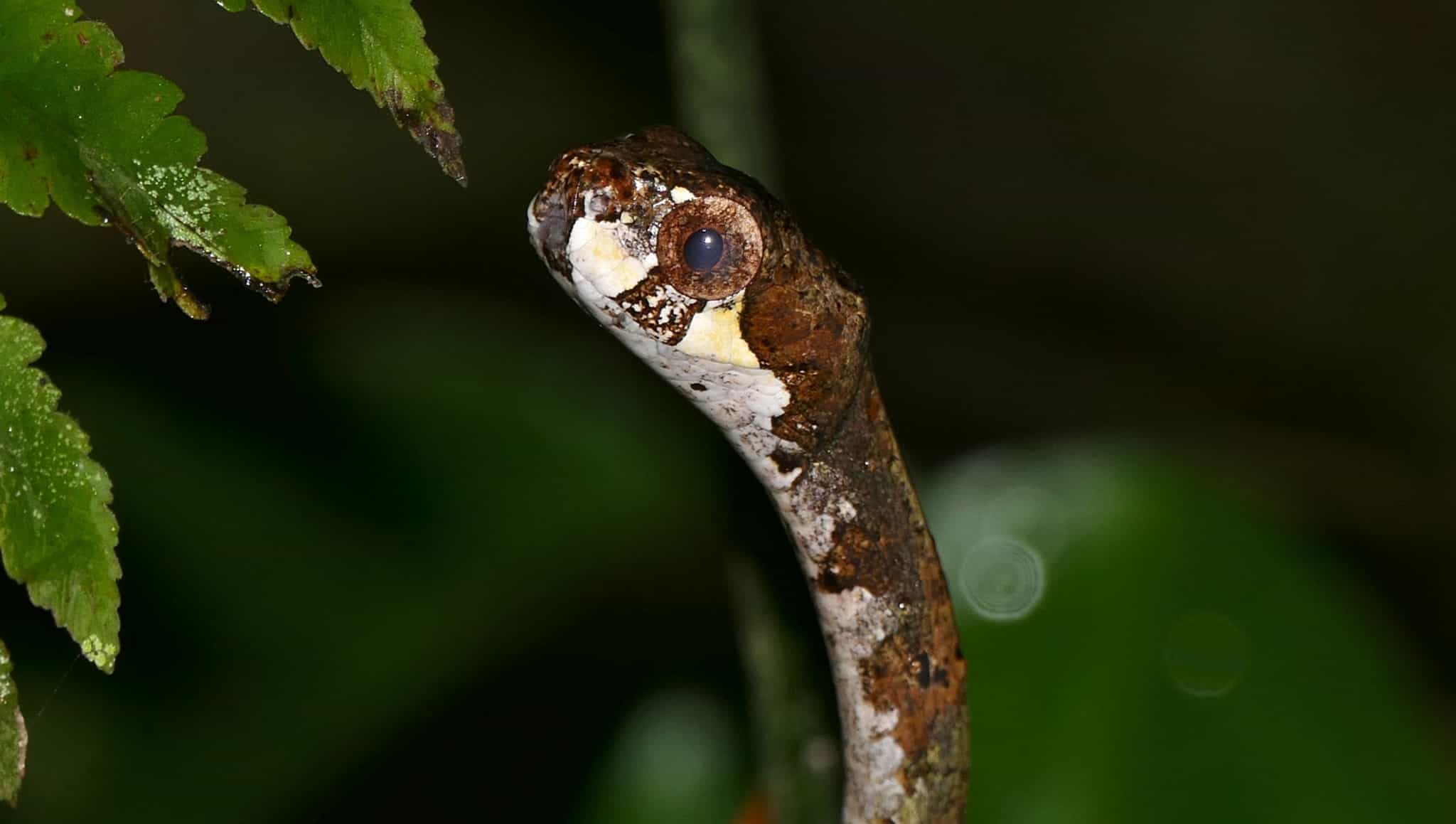 The Blunthead Slug Snake Is The Cutest Nope Rope We Ve Seen