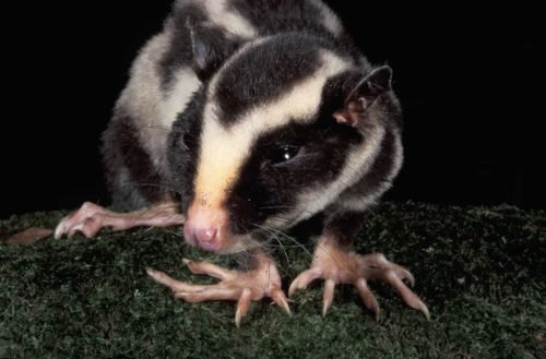 The adorable striped possum is Australia’s little secret