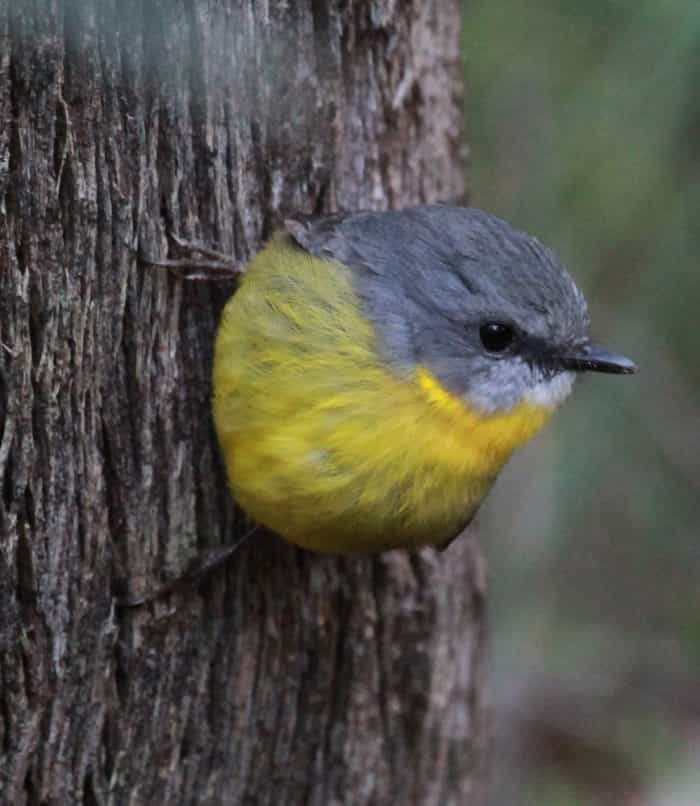 eastern yellow robin