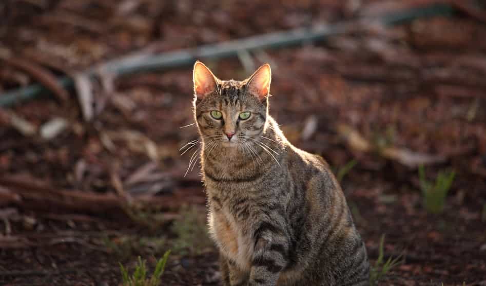 two-cats-per-household-council-in-south-australia-brings-in-cat-laws