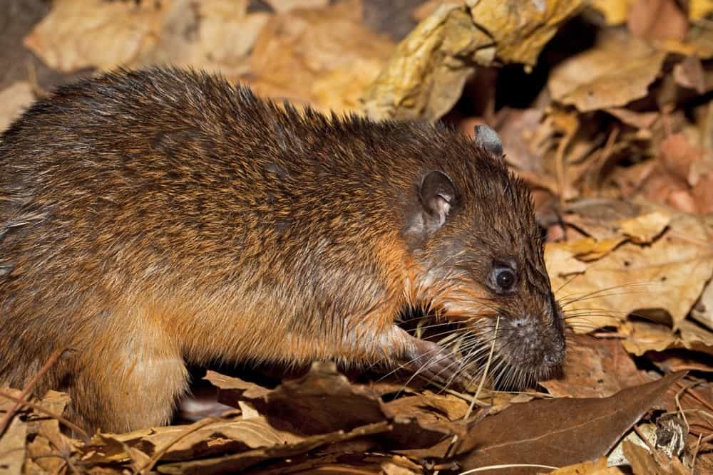 The Rakali A Native Water Rat Found Feasting On Cane Toads In The