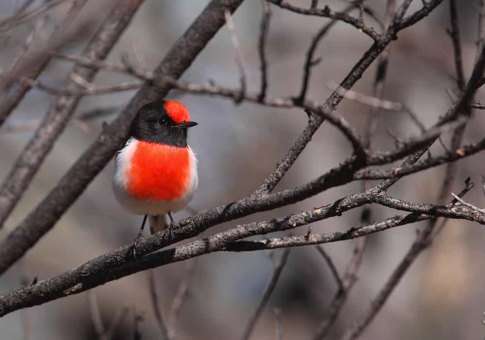 A guide to Australia’s most colourful robins