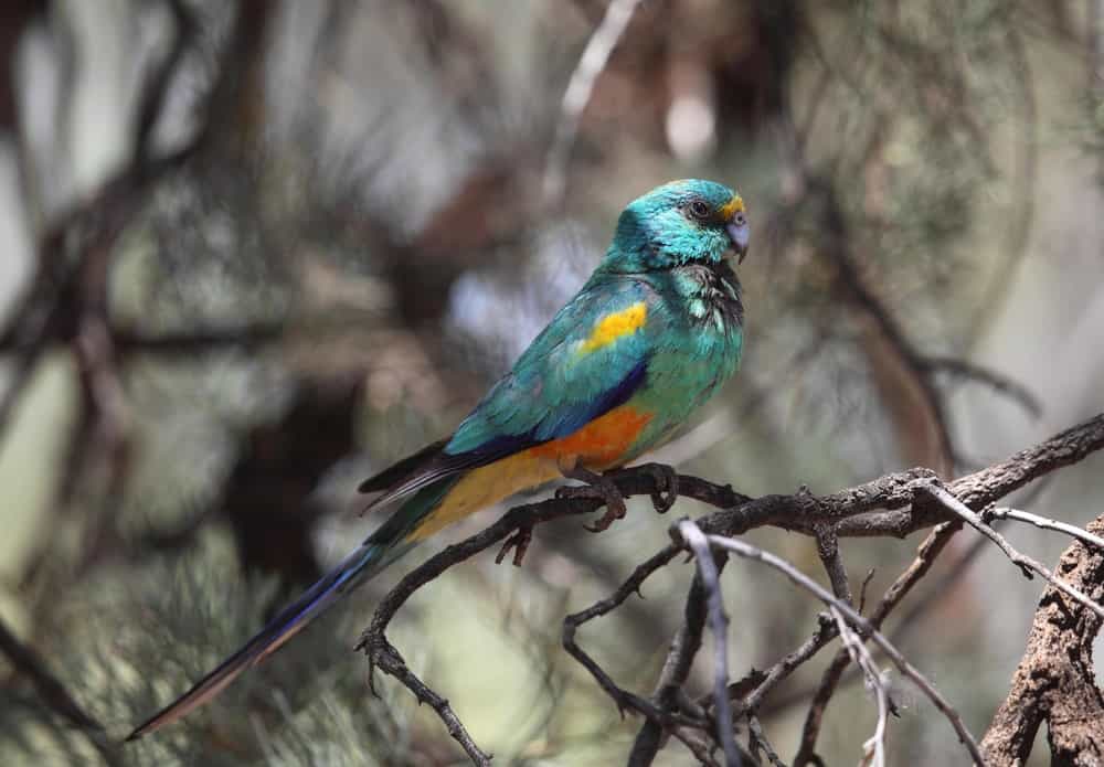 In pictures: the fruity-coloured mulga parrot