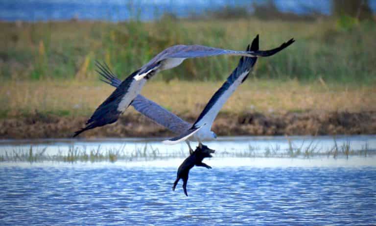 White-bellied sea-eagle preys on feral pig