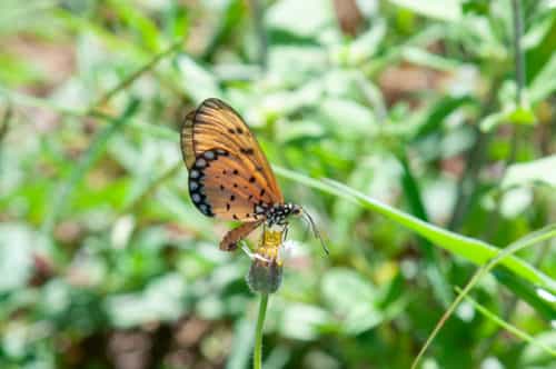 Cabbage White Butterfly - ClimateWatch Australia- Citizen Science App