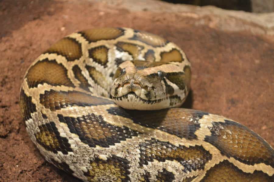boa constrictor size and weight