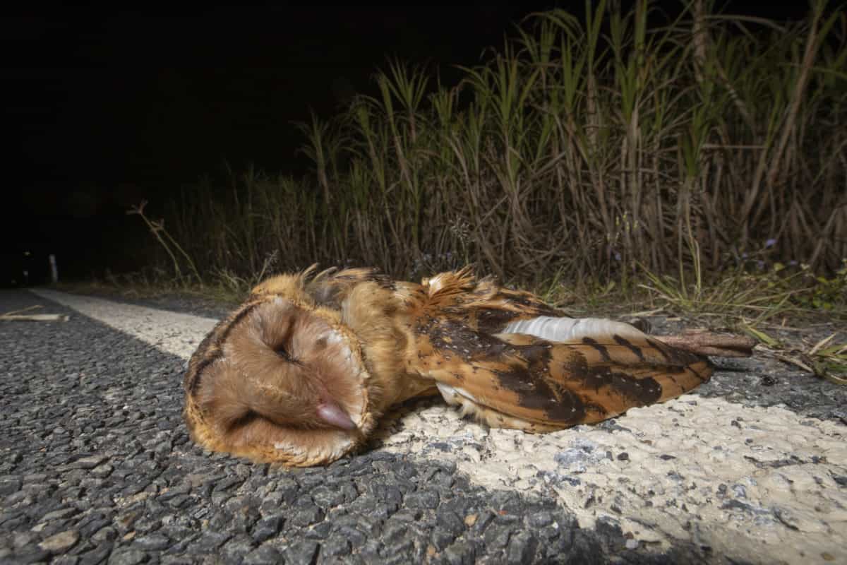 Habitat Loss, Car Strikes And Rodenticides: Australia’s Owls Are Under ...