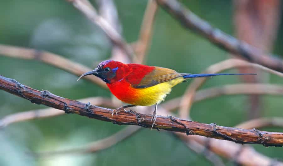 mrs gould's sunbird