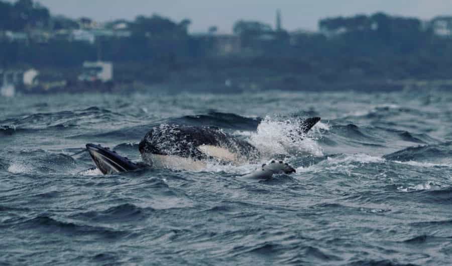 Watch as a pod of orcas attack a humpback whale calf