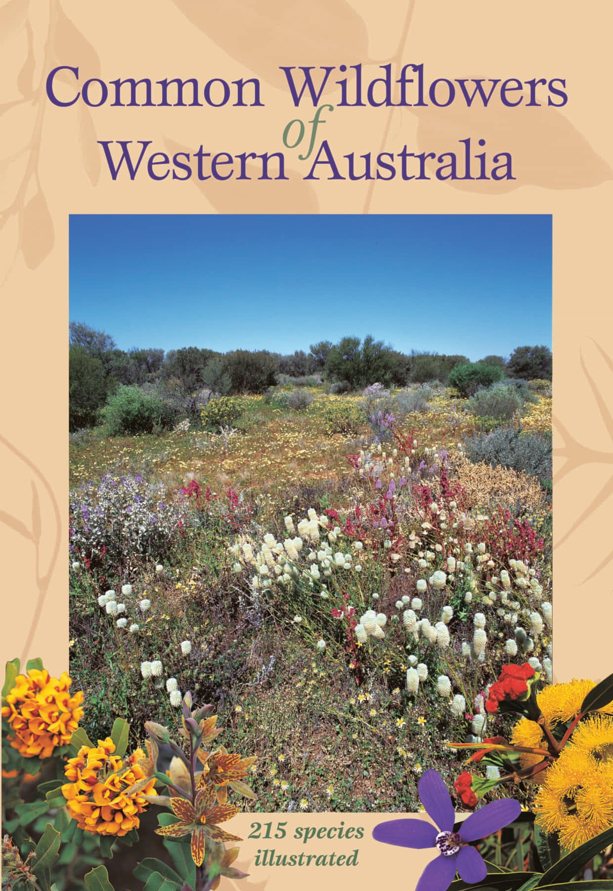 Common Wildflowers Of Western Australia - Australian Geographic