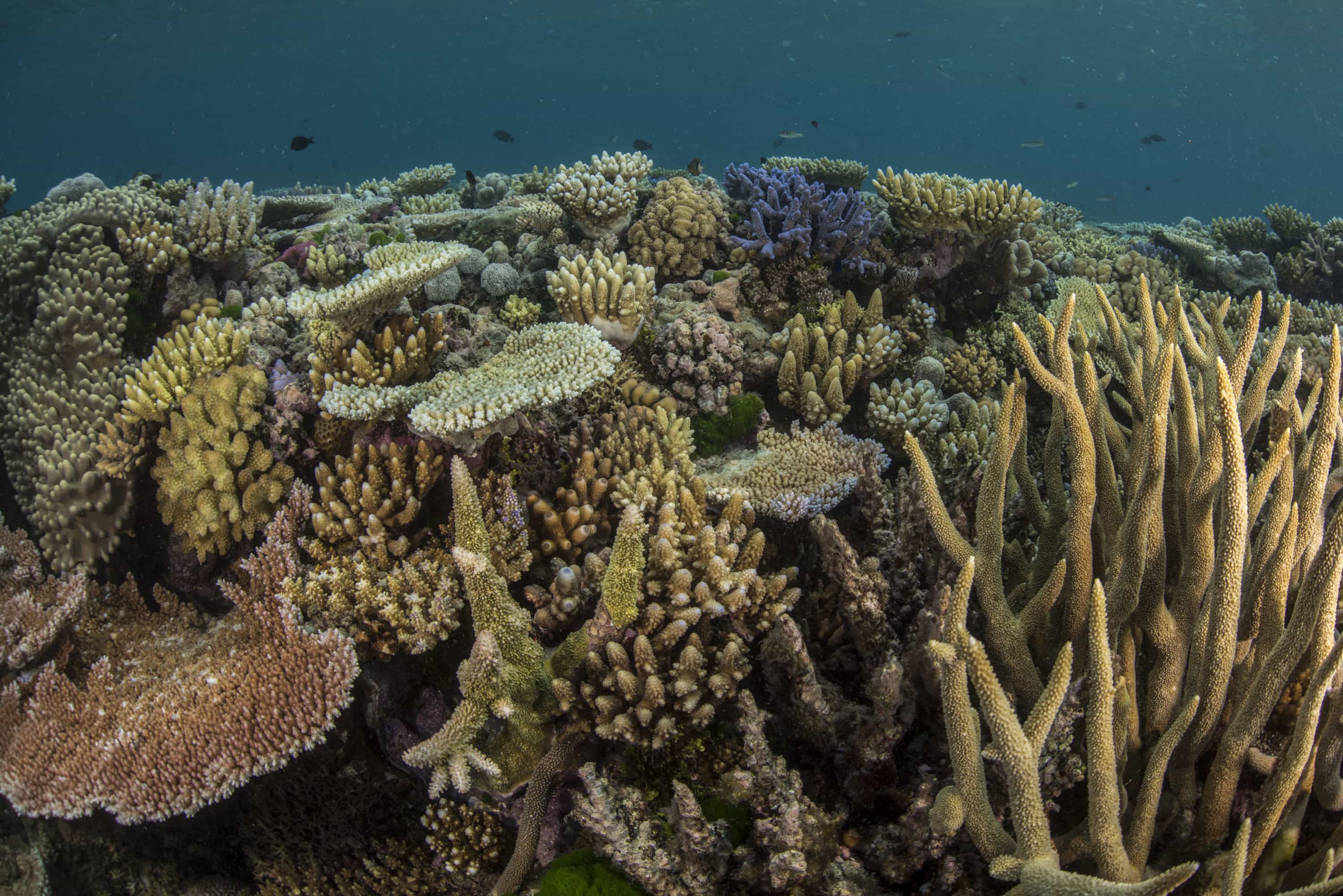 Behind The Annual Mass Coral Spawning On The Great Barrier Reef