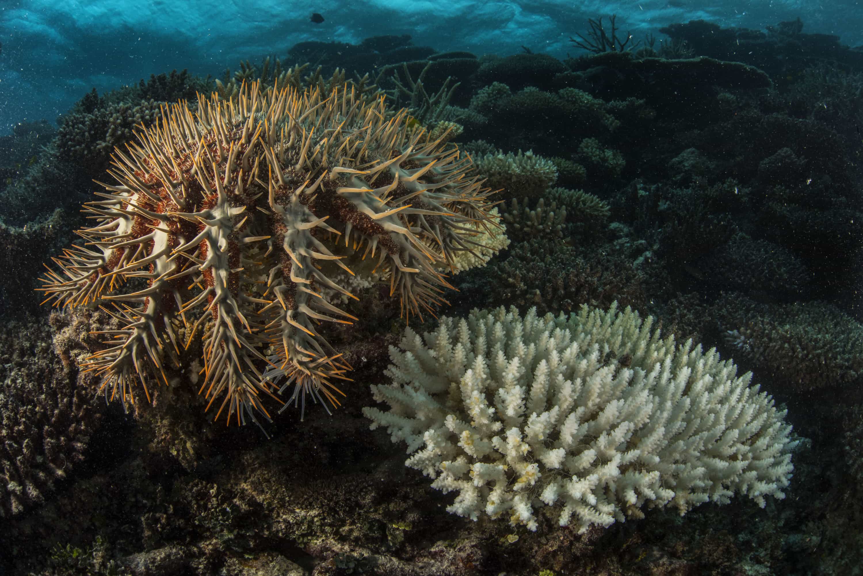 Behind The Annual Mass Coral Spawning On The Great Barrier Reef