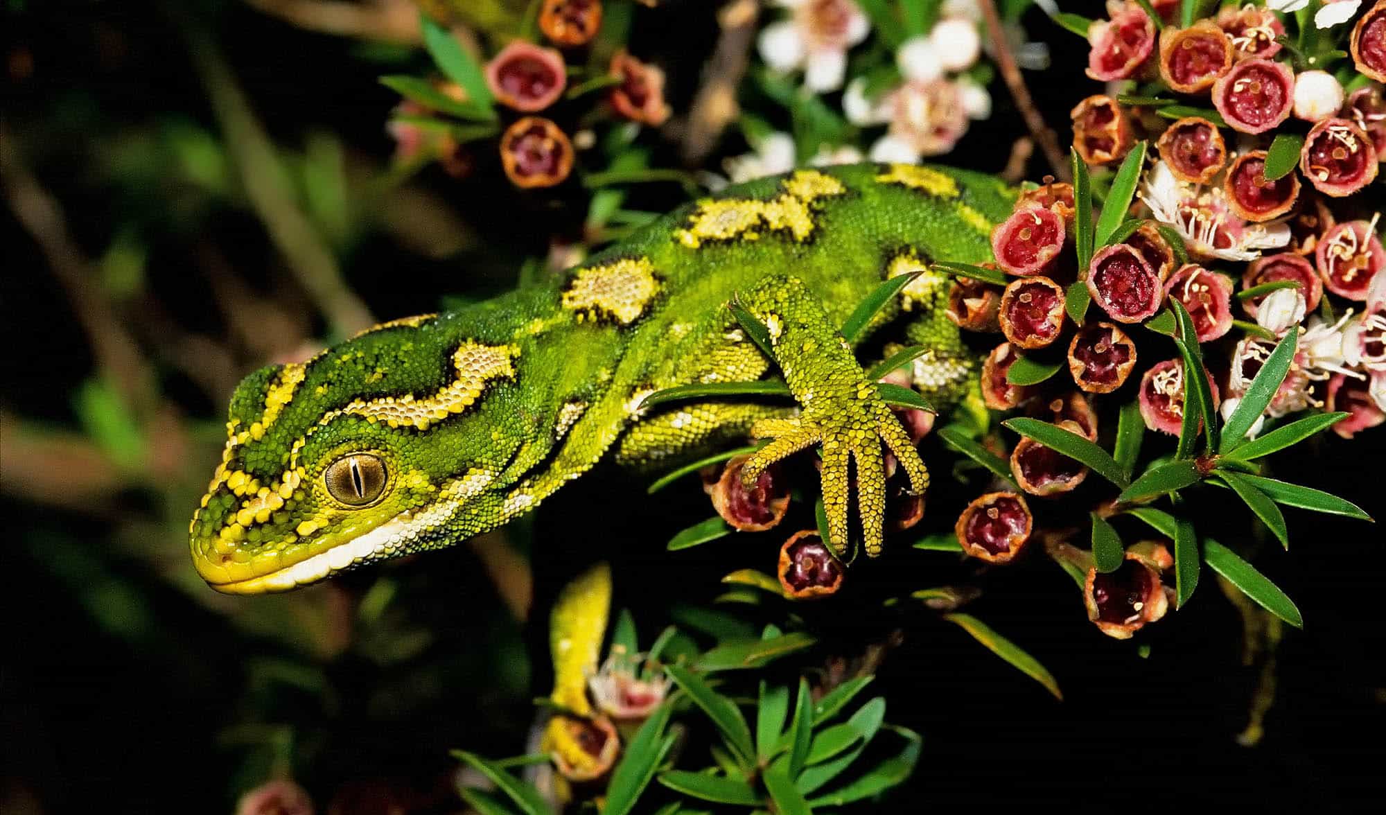 Геккон Naultinus SP.