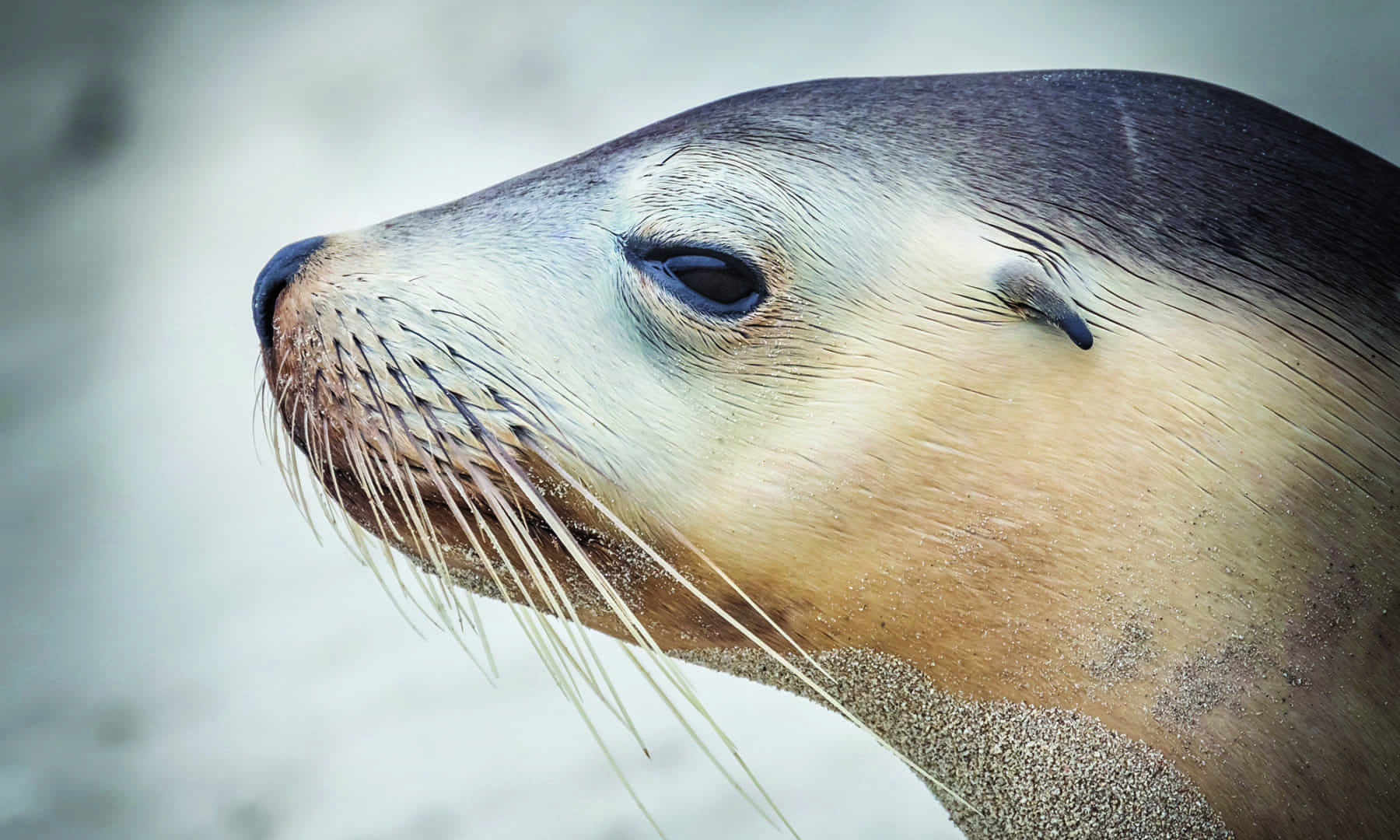 Saving Sea Lions and Seals