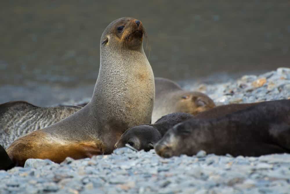 A Guide To Australia's Seals And Sea Lions