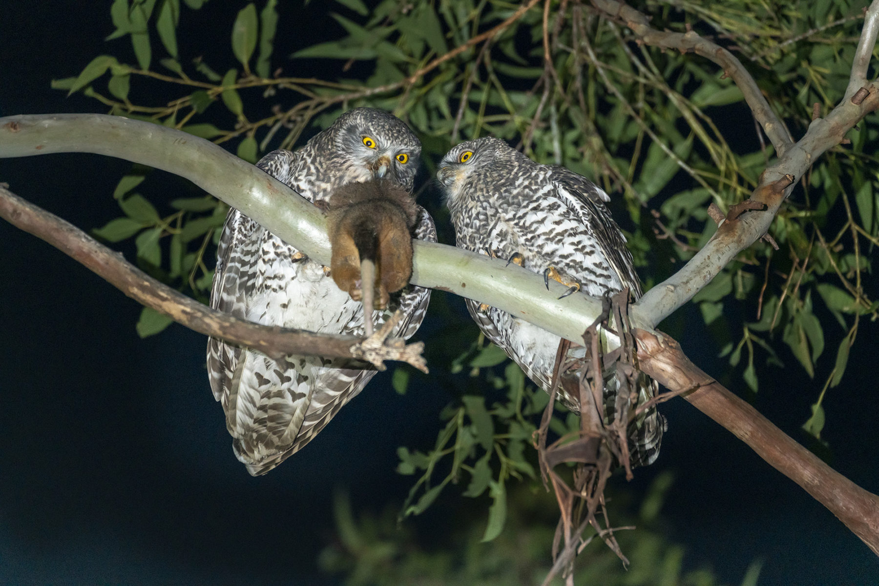 Powerful Owls The Reason To Protect Remnant Bushland In Our Cities Australian Geographic