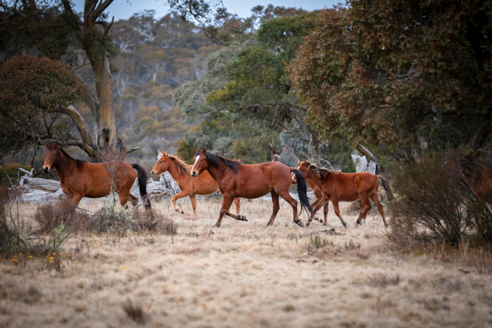 Feral Horse Numbers Gallop Past 25 000 In The Australian Alps Australian Geographic