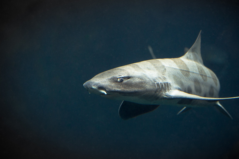 7 spooky sharks and rays to learn about this Halloween