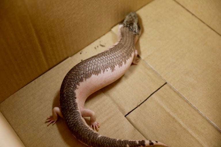 A Rare Genetically Mutated Blue Tongue Lizard Finds A Home