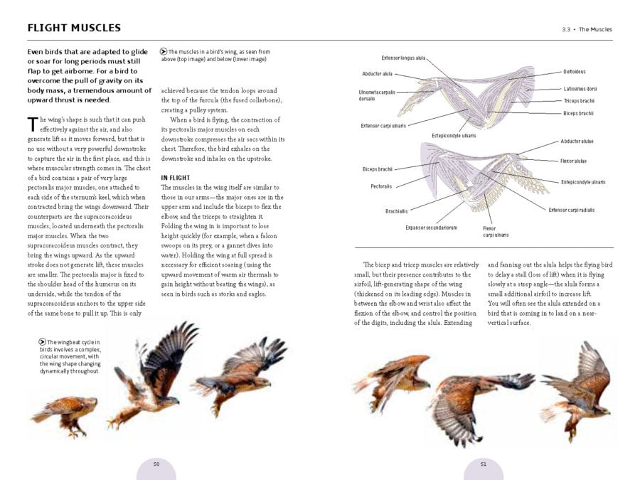 The Pocket Book Of Bird Anatomy - Australian Geographic