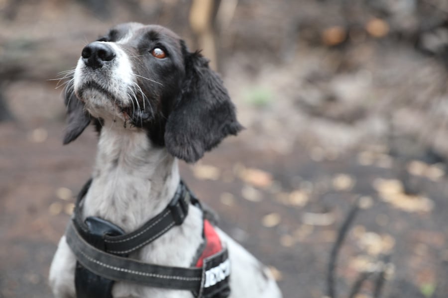 Koala Detection Dogs Sniff Out Bushfire Survivors Australian