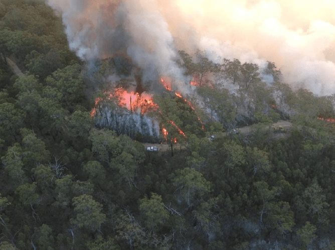 Secrets and fires: saving our 'dinosaur' trees - Australian Geographic