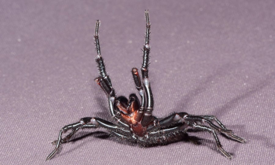 Sydney Funnel-web Spider - The Australian Museum