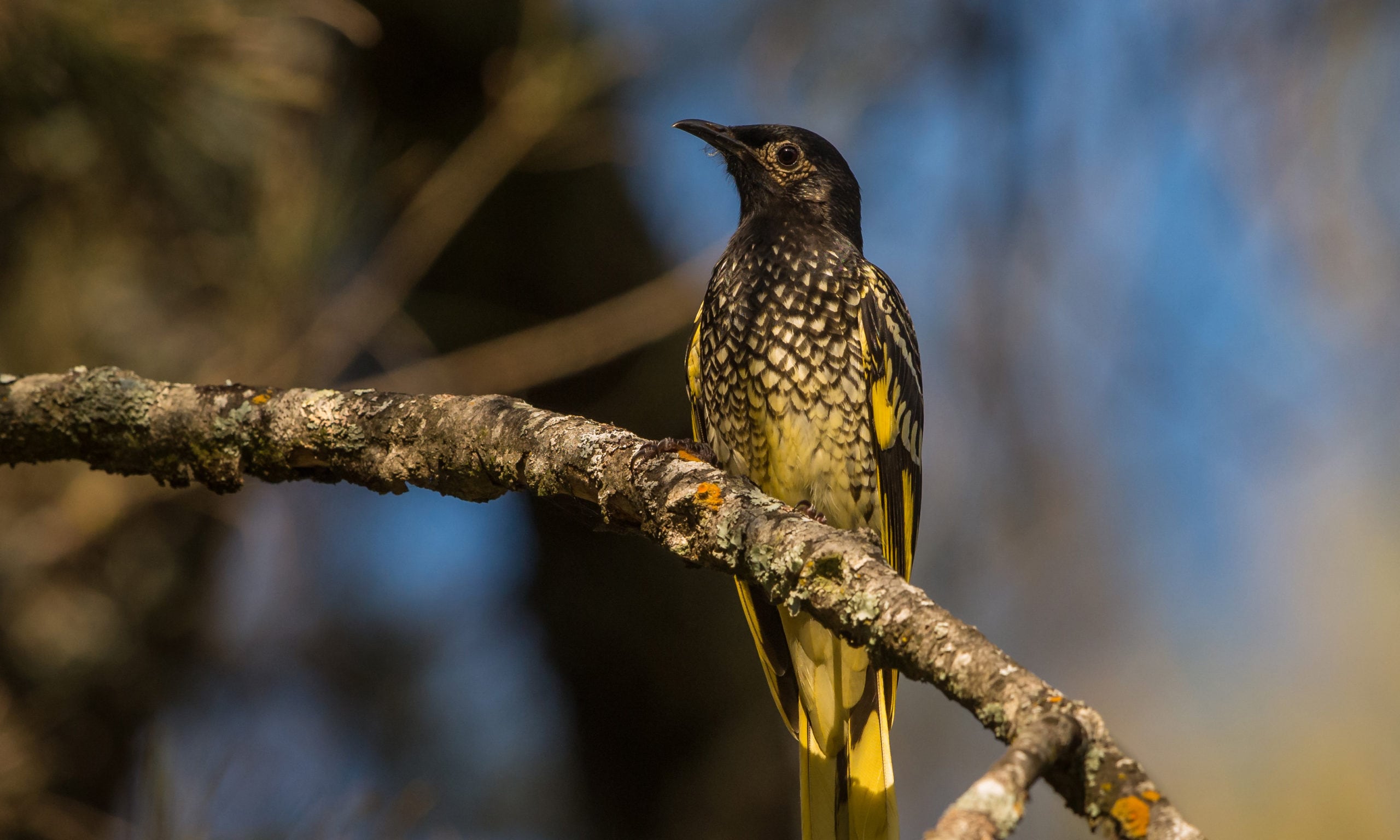 The regent honeyeater is a beautiful bird in big trouble - Australian ...