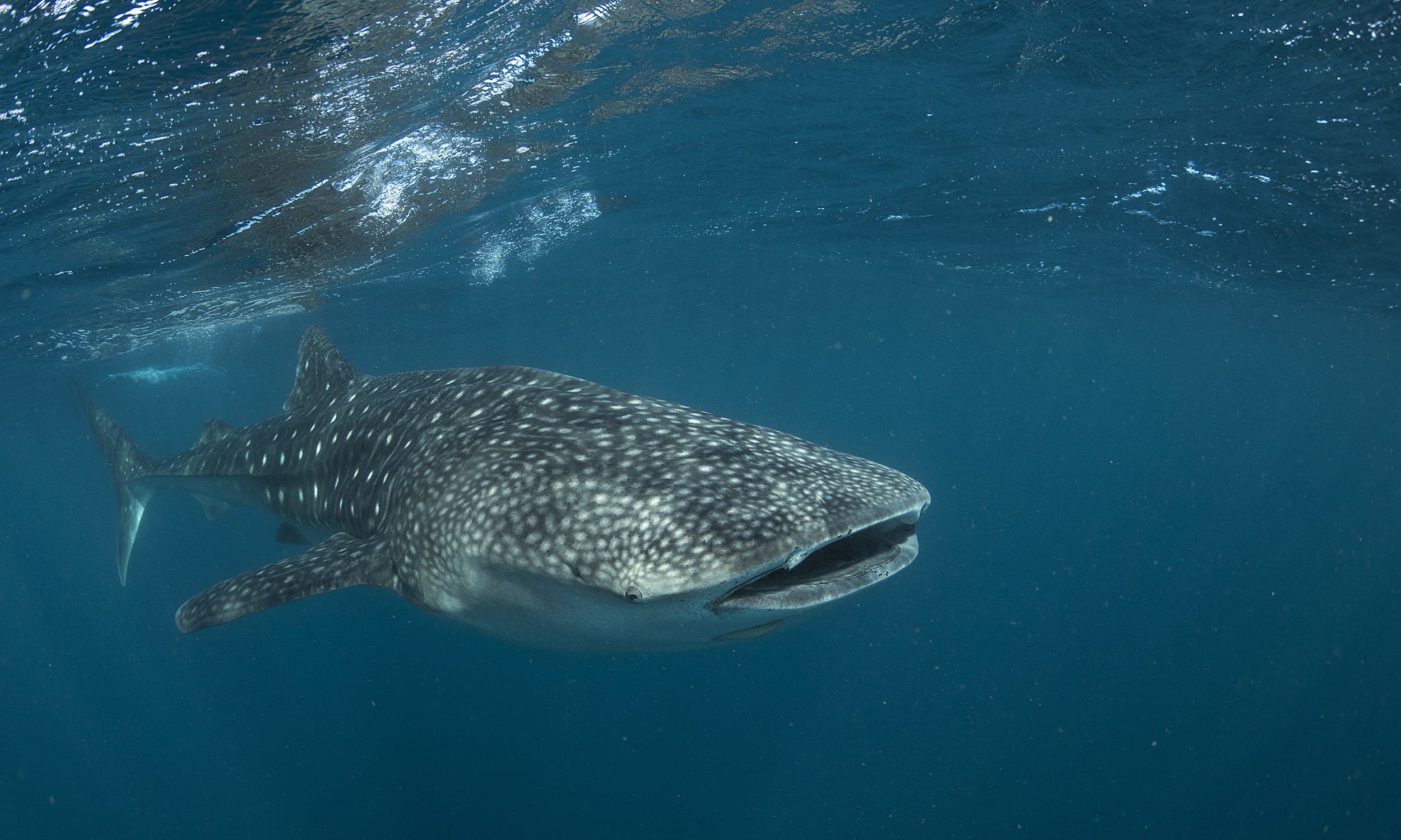 Injuries to Ningaloo’s whale sharks are increasing. The cause? Likely