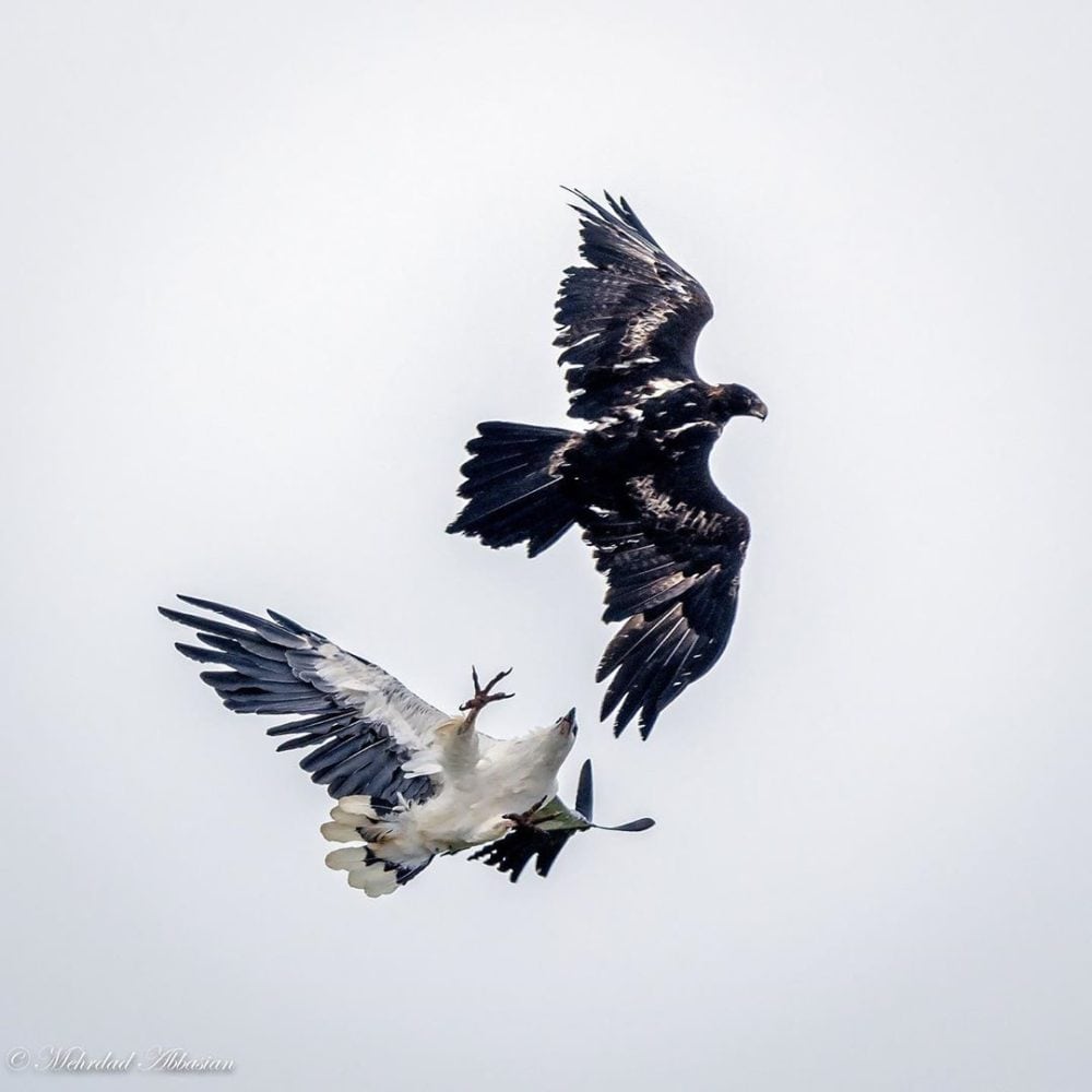 Duel between white-bellied sea eagle and wedge-tailed eagle ...